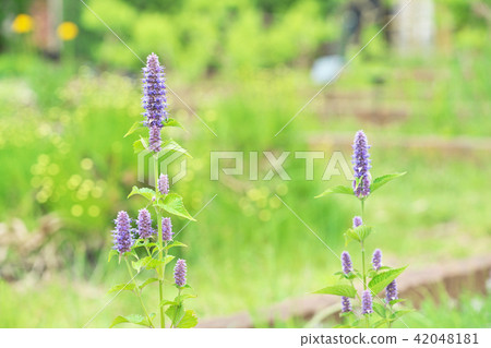 Purple anise hyssop flowers Purple anise hyssop flowers 42048181