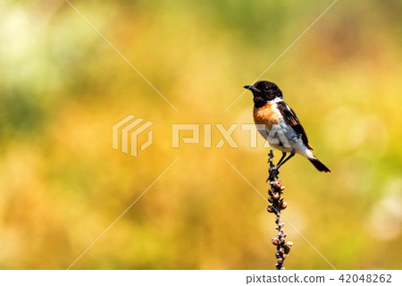 Male Europian stonechat or Saxicola rubicola 42048262