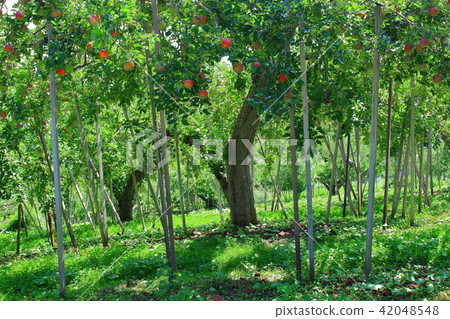 Apple farm Its 201807 42048548