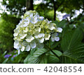 Hydoya的繡球花 42048554