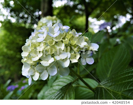 Hydoya的繡球花 42048554