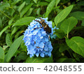 繡球花和Miyamakuwagata 42048555