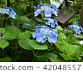 雨粒和繡球花 42048557