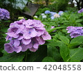 Hydoya的繡球花 42048558