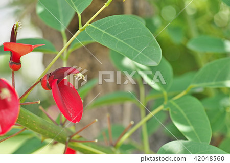 紅色美國雛菊花 紅色美國雛菊花 42048560
