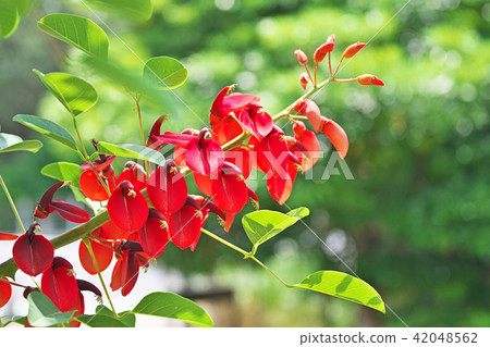 紅色美國雛菊花 42048562