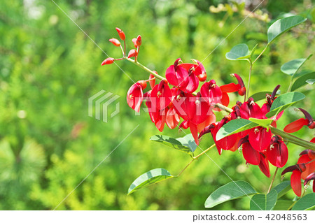 紅色美國雛菊花 紅色美國雛菊花 42048563