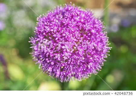 紅色alibium·gigantium大花 42048736