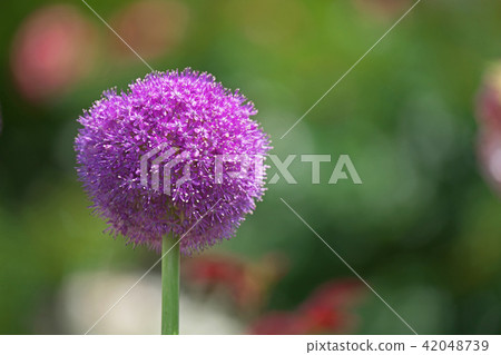 紅色alibium·gigantium大花 42048739