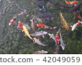 鯉魚 42049059