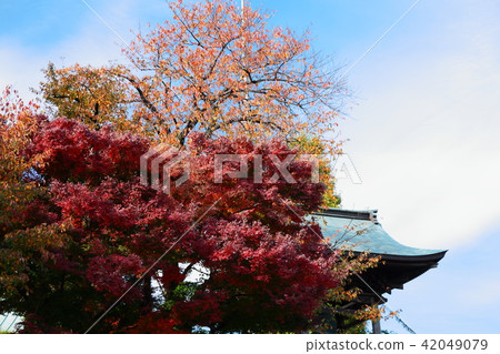 秋葉和lotusaji鐘樓 42049079