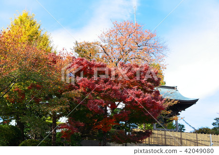 秋葉和lotusaji鐘樓 42049080