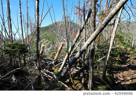 Tateshina mountain climbing road Streak withered landscape 42049086