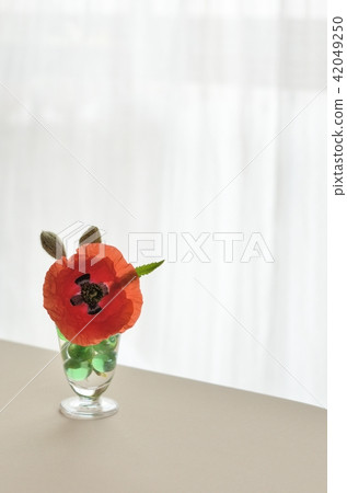 Hinagishi (Chirley Poppy Coclico Amapola) 42049250