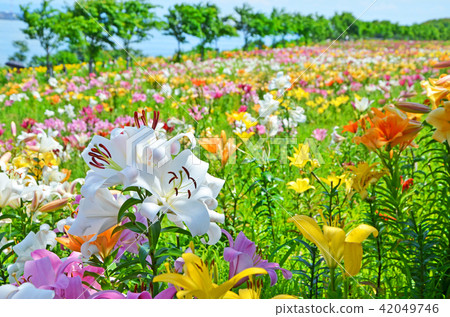 大阪Miyusuri庭院風景 42049746