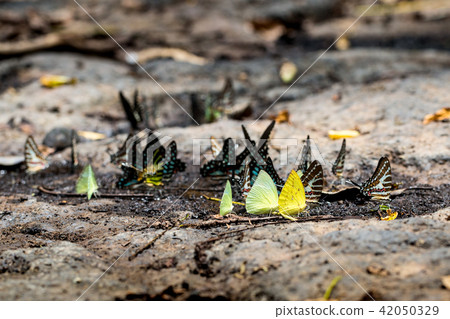 Butterflies 42050329