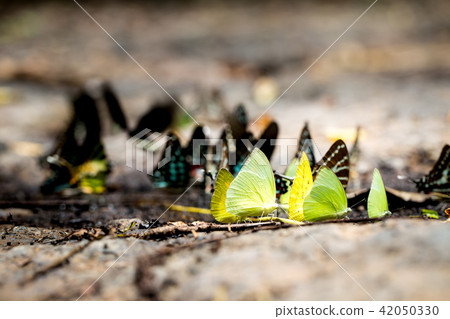 Butterflies Butterflies 42050330