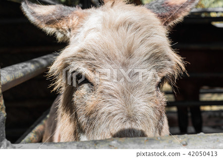 Donkey in the stall. Donkey in the stall. 42050413