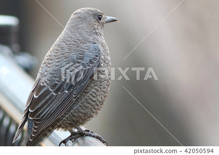 Isohiodorimes野生鳥類 42050594