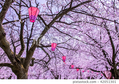 在高岡城堡公園的櫻花 42051301