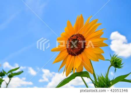 夏天花向日葵 夏天花向日葵 42051346