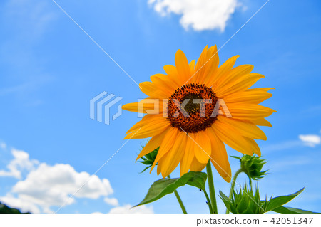 夏天花向日葵 42051347