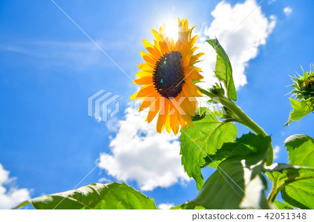 夏天花向日葵 夏天花向日葵 42051348