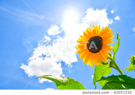 Summer flower Sunflower 42051350