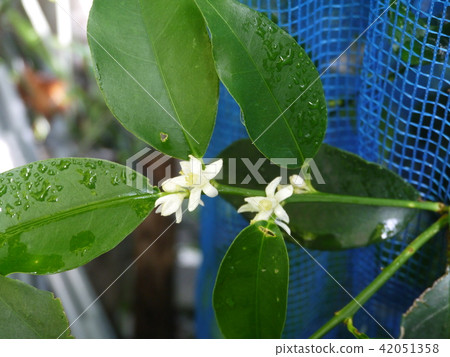 Flower of Kanchan Flower of Kanchan 42051358