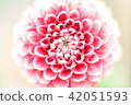 Dahlia 42051593