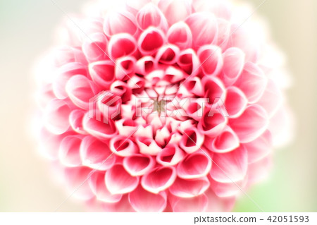 Dahlia 42051593