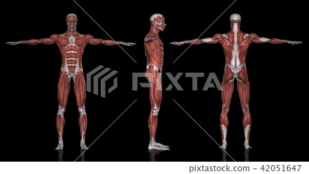 List by muscle orientation (black background) List by muscle orientation (black background) 42051647