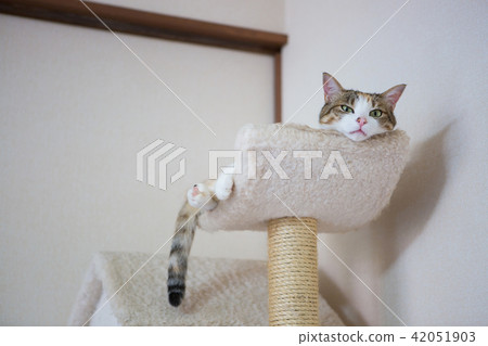 Sleepy three tortoiseshell cat 42051903