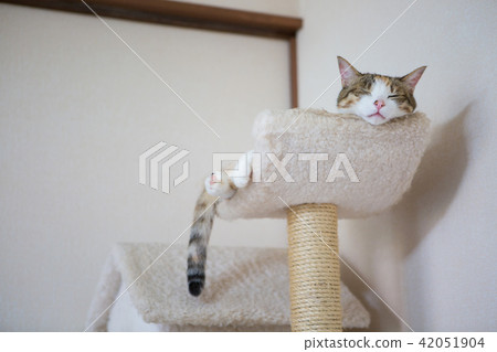 Sleepy three tortoiseshell cat 42051904