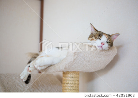 Sleepy three tortoiseshell cat 42051908