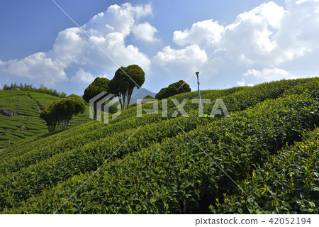 Tea plantation crop planting Tea plantation crop planting 42052194