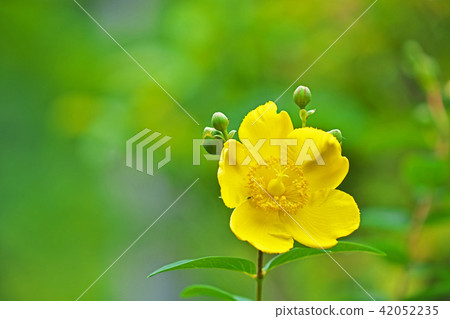 quincebird的黃色花 quincebird的黃色花 42052235