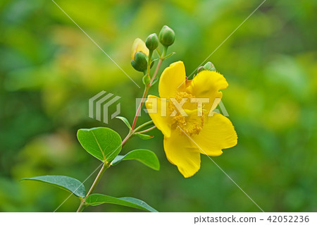 quincebird的黃色花 quincebird的黃色花 42052236