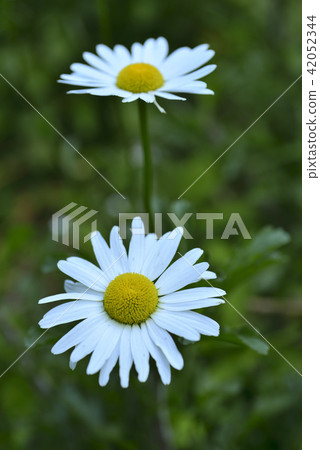 法國菊 菊花 法國菊 菊花 42052344