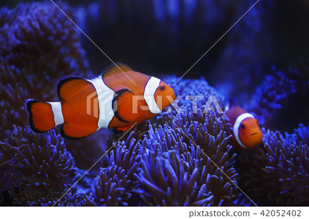 Clown anemonefish and sea anemones Clown anemonefish and sea anemones 42052402