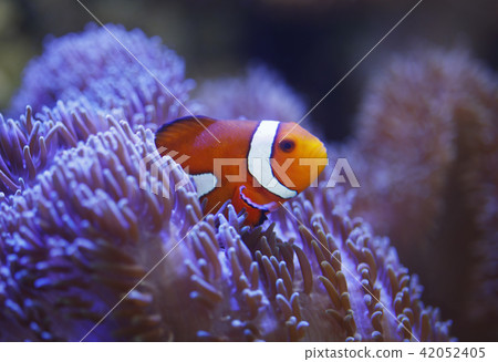 小丑anemonefish和海葵 42052405