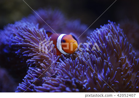 小丑anemonefish和海葵 42052407
