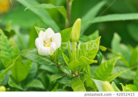 白色梔子花 白色梔子花 42052415