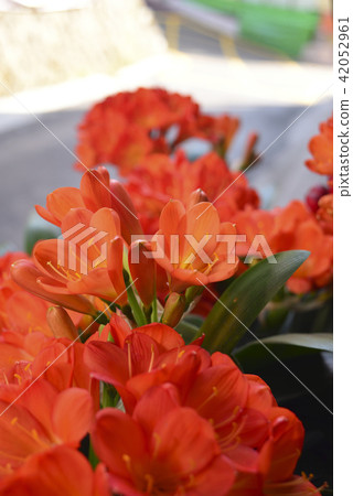 君子蘭 蘭花 植物 42052961