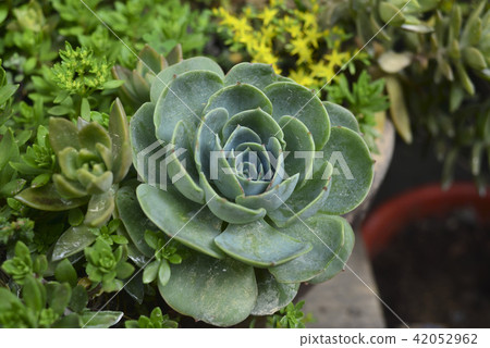 石蓮花 蓮 植物 42052962