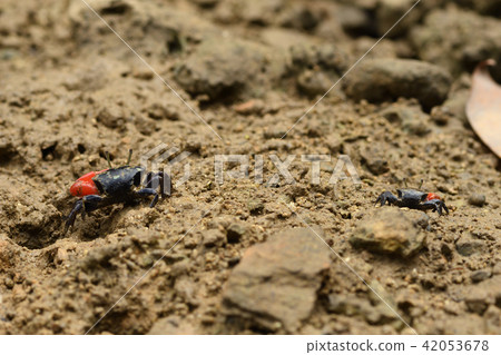 貝尼女紅紅 42053678