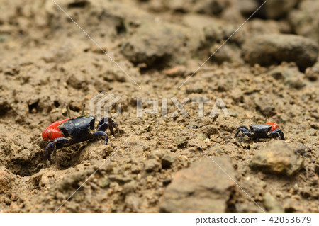 貝尼女紅紅 42053679