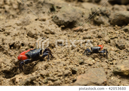 貝尼女紅紅 42053680