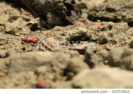 貝尼女紅紅 42053683