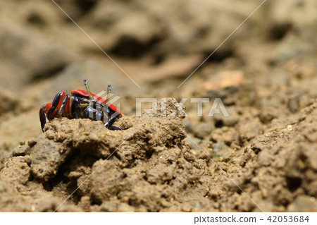 貝尼女紅紅 42053684